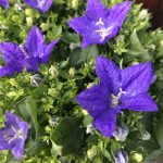 La campanellina (Dramma)