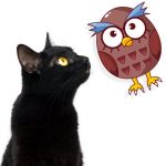 Il gufo e la gattina