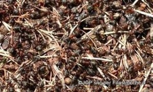 Disegno Da Colorare Di Un Formicaio Scarica O Stampa Gratuamente - Foto 3