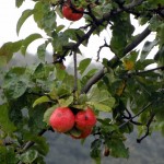 El melón de Andrés