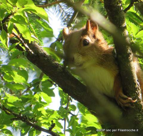 scoiattolo