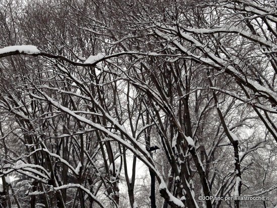 La neve sull'albero