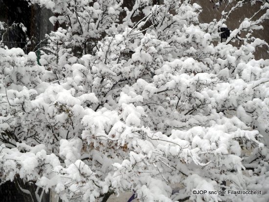 Fiori di neve