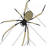 Il ragno nel prato