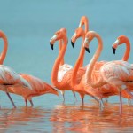 Il re e i fenicotteri rosa