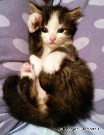 Il mio gattino Il mio gattino