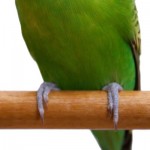 La cocorita adolescente