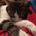 Ode al gatto