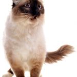 Il gatto e l’uccellino