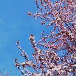 Le domeniche azzurre