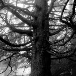 L’albero taciturno