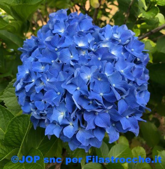 Ortensia blu