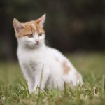 Filastrocca del micino