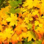 Autunno