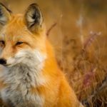 Il rap degli animali