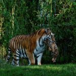 Un tigre, dos tigres, tres tigres