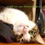 Il gattino del bambino