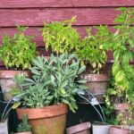 Filastrocca delle erbe