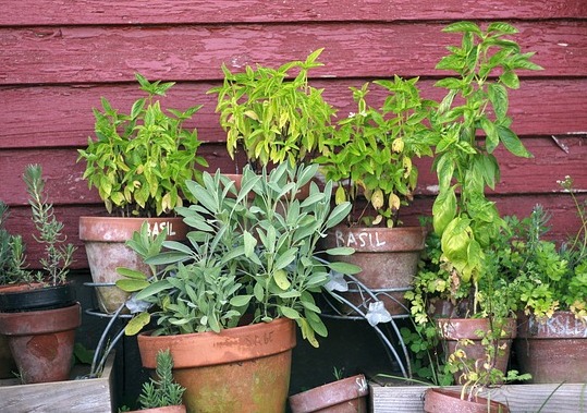 Filastrocca delle erbe