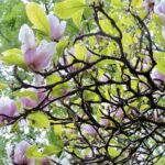 Tu, maestosa Magnolia