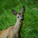 Il capriolo di Viarolo