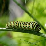 Il bruchetto e il serpente