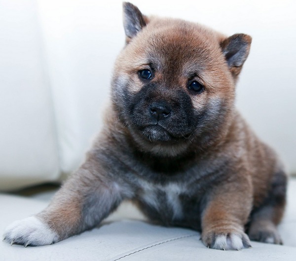 Ruben, cagnolino felice