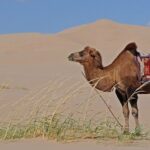 Filastrocca del cammello