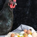 La gallina di Basilicanova che faceva le uova