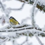 Fiocchettini di neve