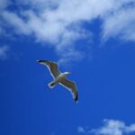 Volare