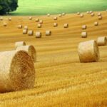 Balle di fieno