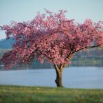 L’albero e la primavera