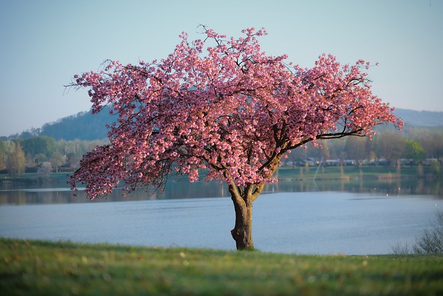 L'albero e la primavera