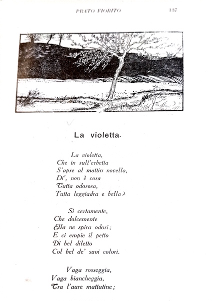La violetta