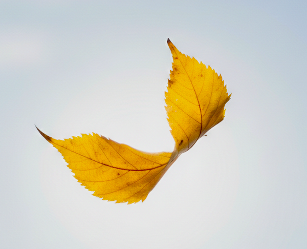 Tra mille altre foglie Tra mille altre foglie