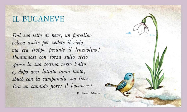 Il bucaneve