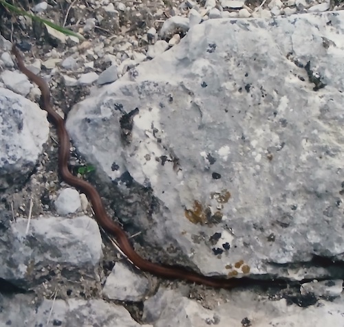 La vipera di Andreis