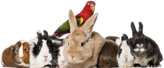 Animali da compagnia Animali da compagnia