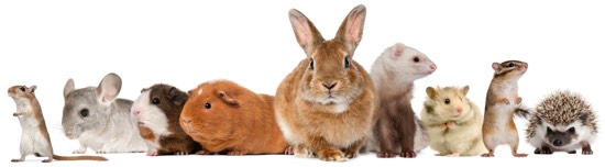 Animali da compagnia Animali da compagnia