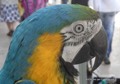 Nino il pappagallino