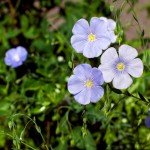 Raccontami una fiaba: Il lino