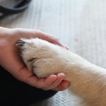 In cascina #ascuoladipetcare