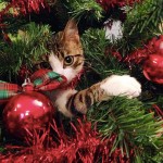 Il mio albero #aspettandonatale