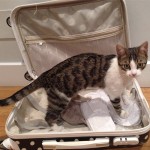 In vacanza con cani e… gatti