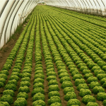 Il ciclo dell’insalata: McMamme in visita da Bonduelle