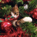 Cosa regalare a Micio e Fido?