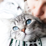 Microchip anche per il gatto, perché è importante?