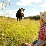 Gli animali della fattoria: i bovini