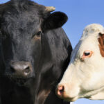 Come mai il toro è attratto dal rosso?